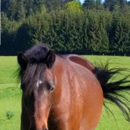 Cosy 3* Saint-Romain-Lachalm